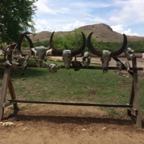 Komodské ostrovy varani