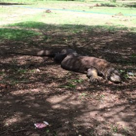 Komodské ostrovy varani