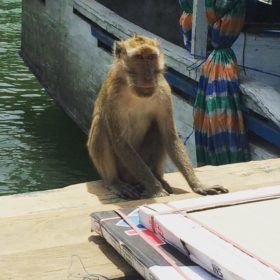 Komodské ostrovy opice