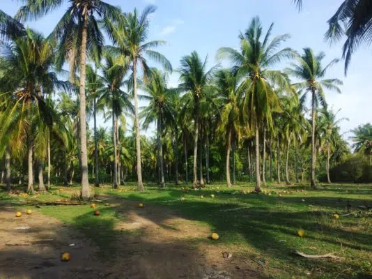 Gili meno